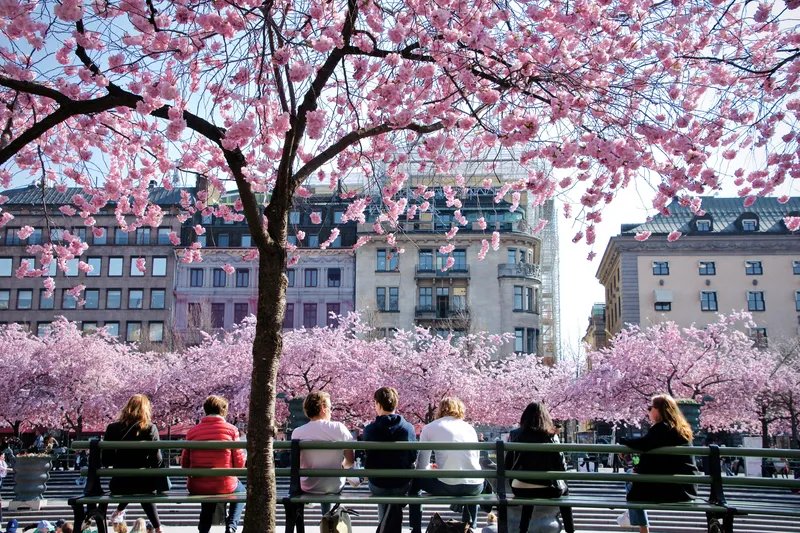 Cherry blossoms in the park, Stockholm